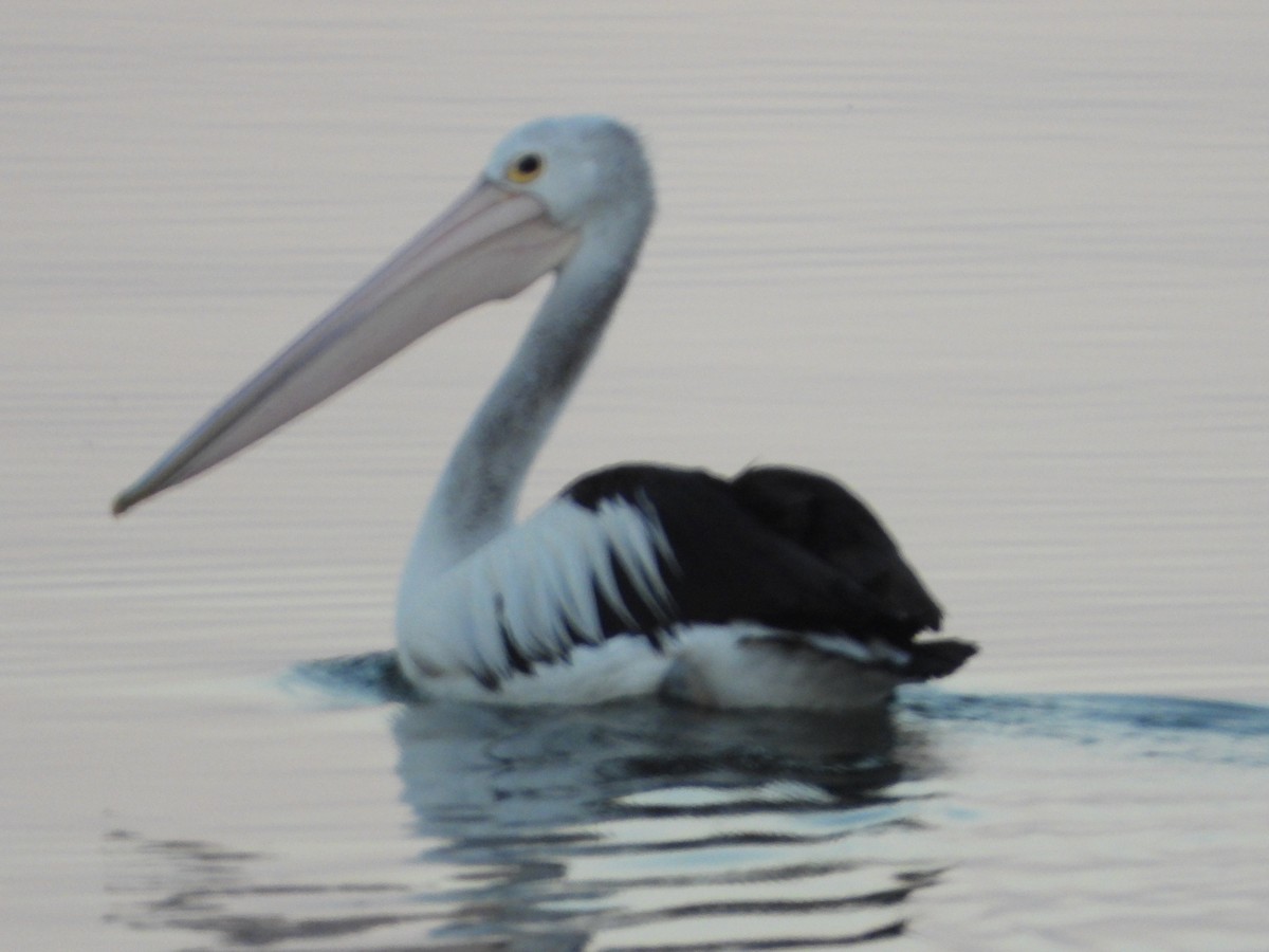 pelikán australský - ML197338371