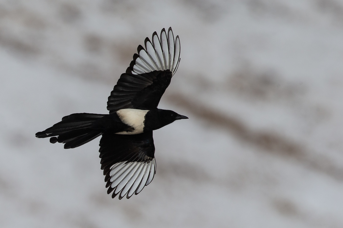 Black-rumped Magpie - ML197338421