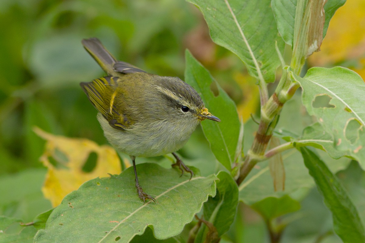 Mosquitero Elegante - ML197338691