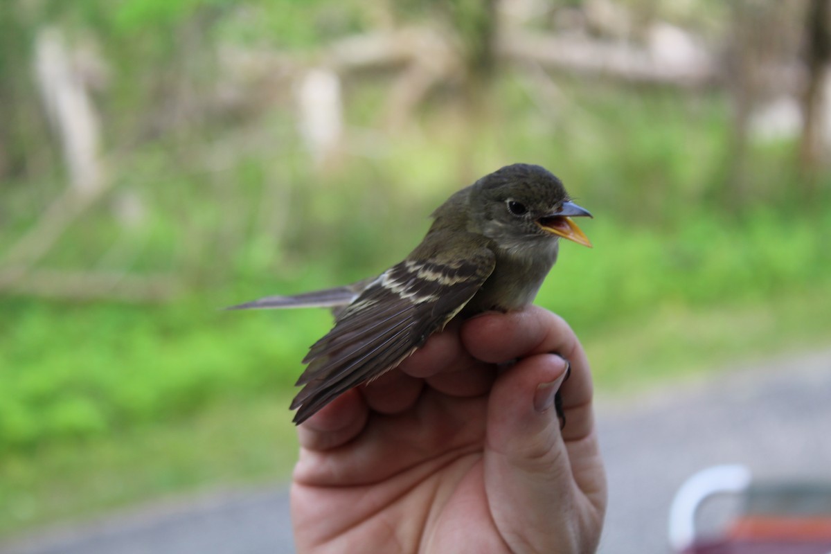 Acadian Flycatcher - ML197338951