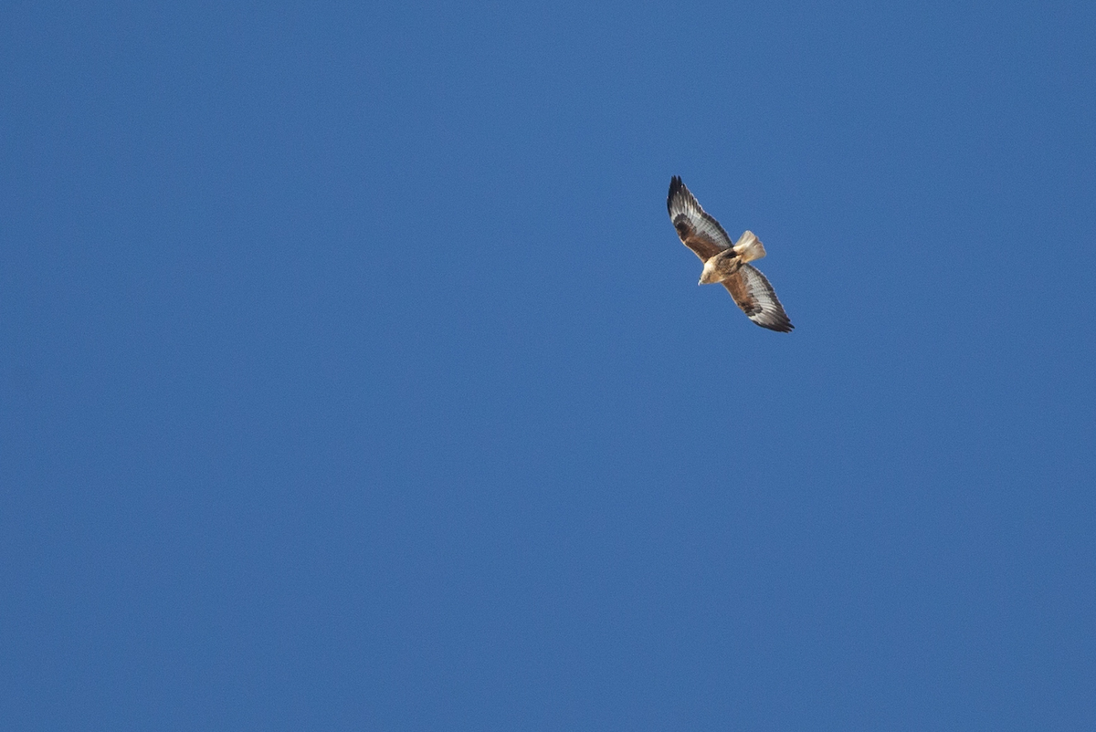 Long-legged Buzzard - ML197339571