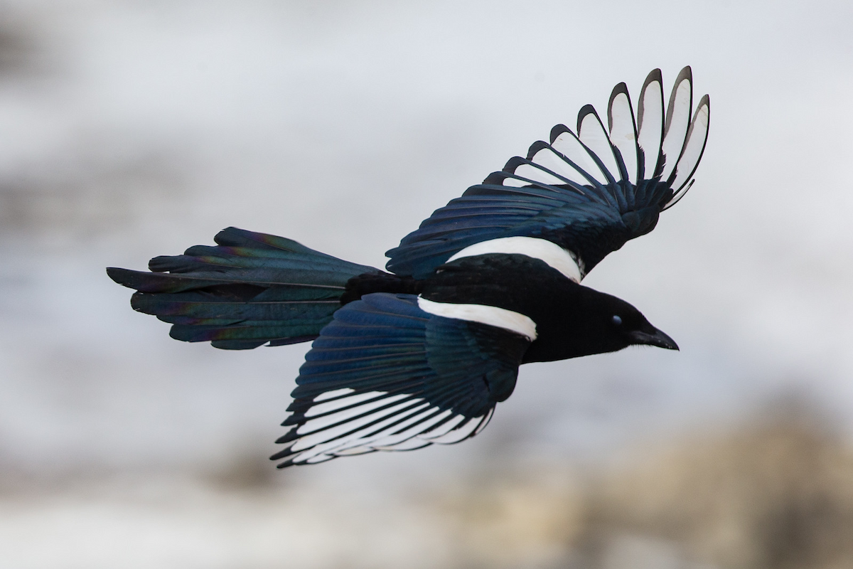 Black-rumped Magpie - ML197340481