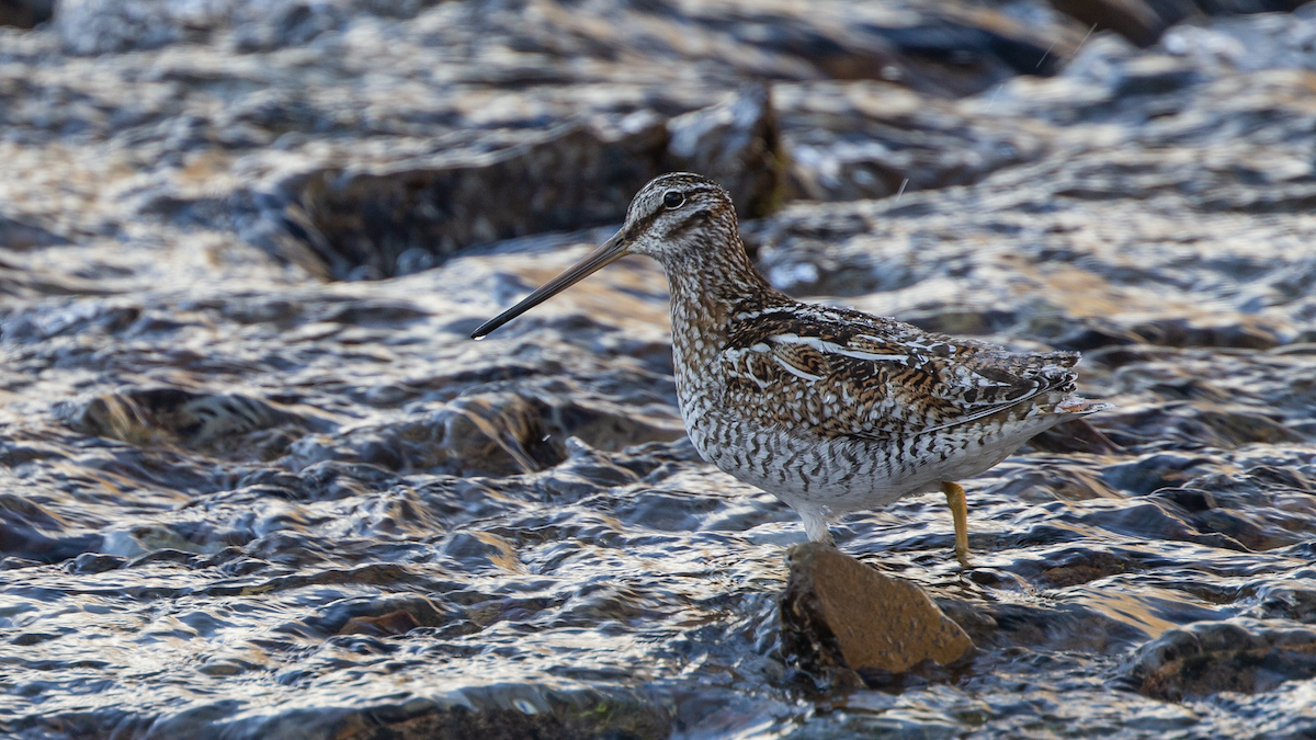 Agachadiza Solitaria - ML197341351