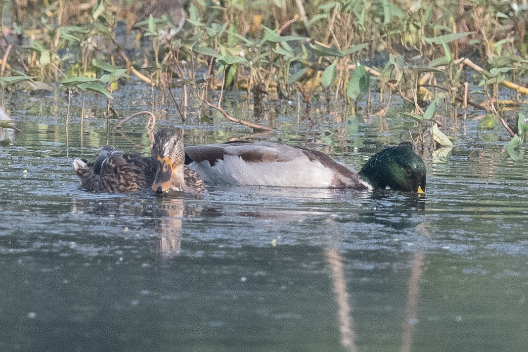 Mallard - Ketan Anklesaria