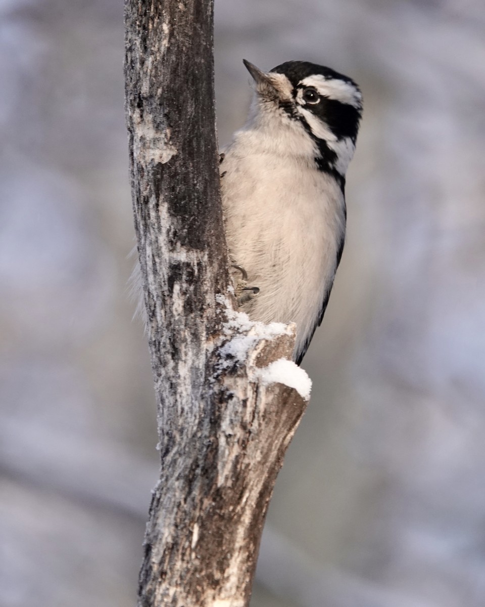 Downy Woodpecker - ML197344941