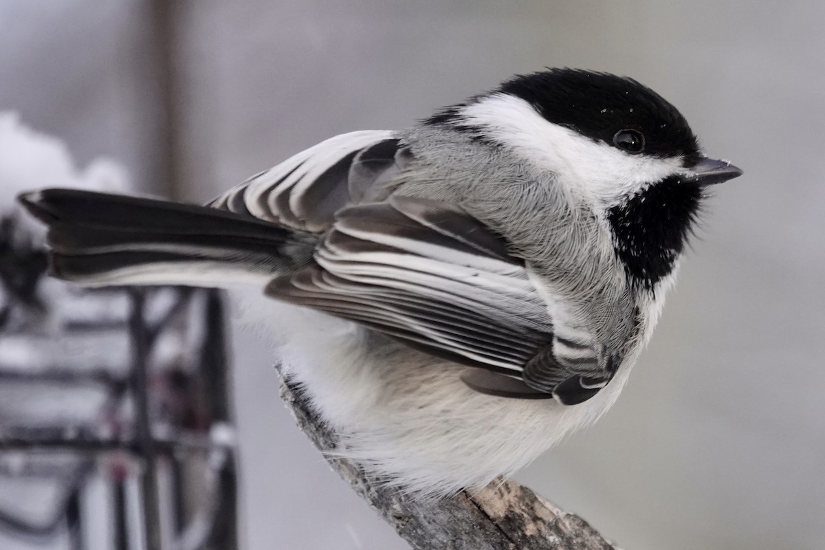 Black-capped Chickadee - Cameron Eckert