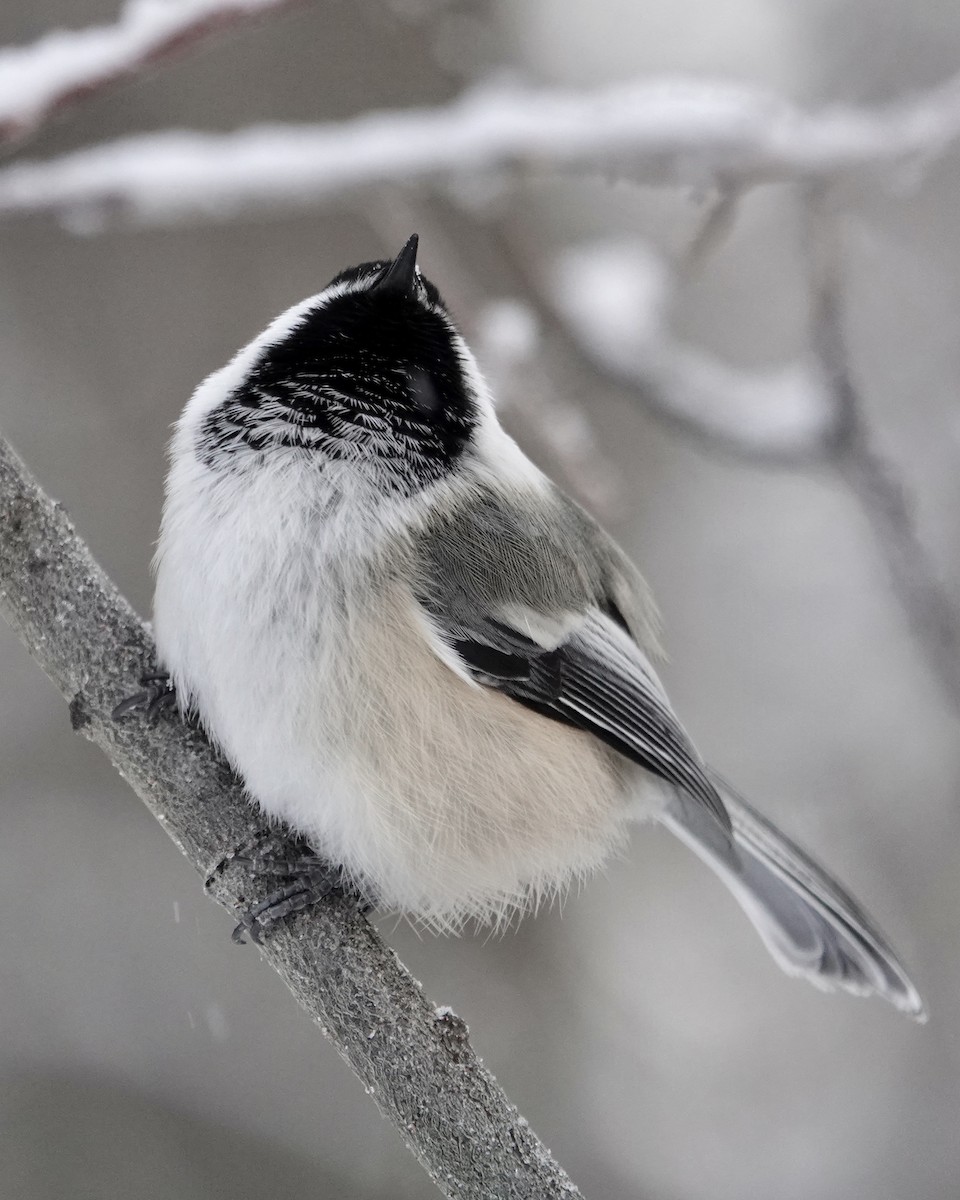 Black-capped Chickadee - ML197345041