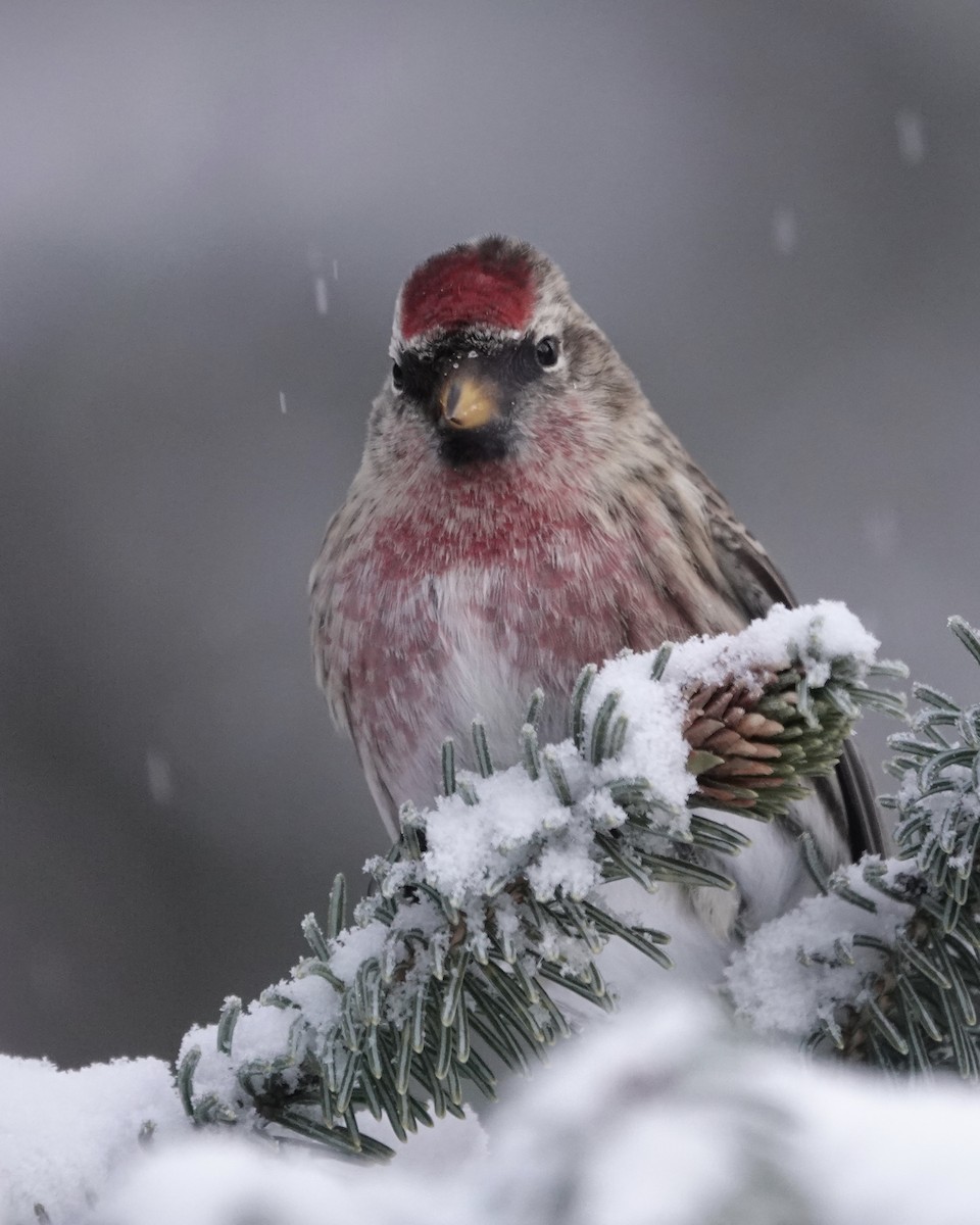 Common Redpoll - Cameron Eckert