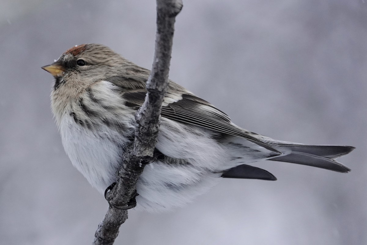 Common Redpoll - Cameron Eckert