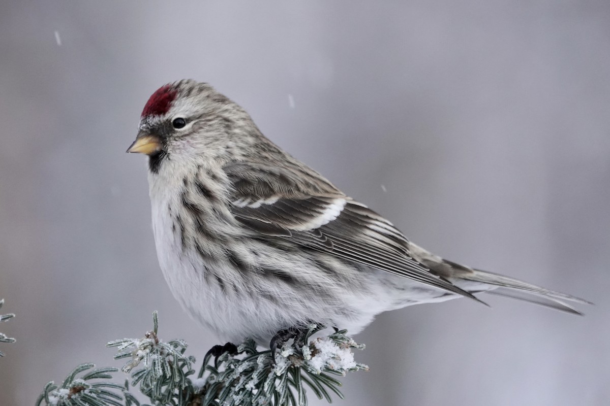 Common Redpoll - Cameron Eckert