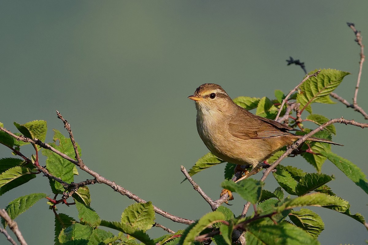 Mosquitero de David - ML197348181