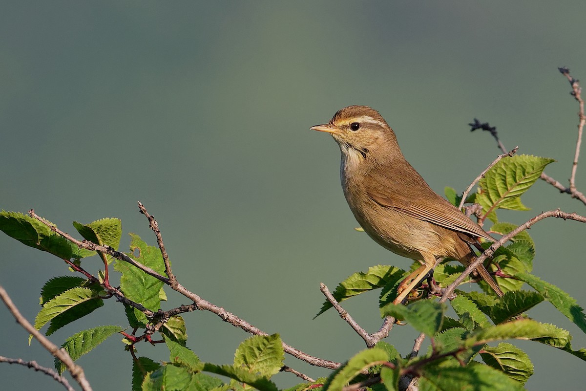 Pouillot de Milne-Edwards - ML197348321