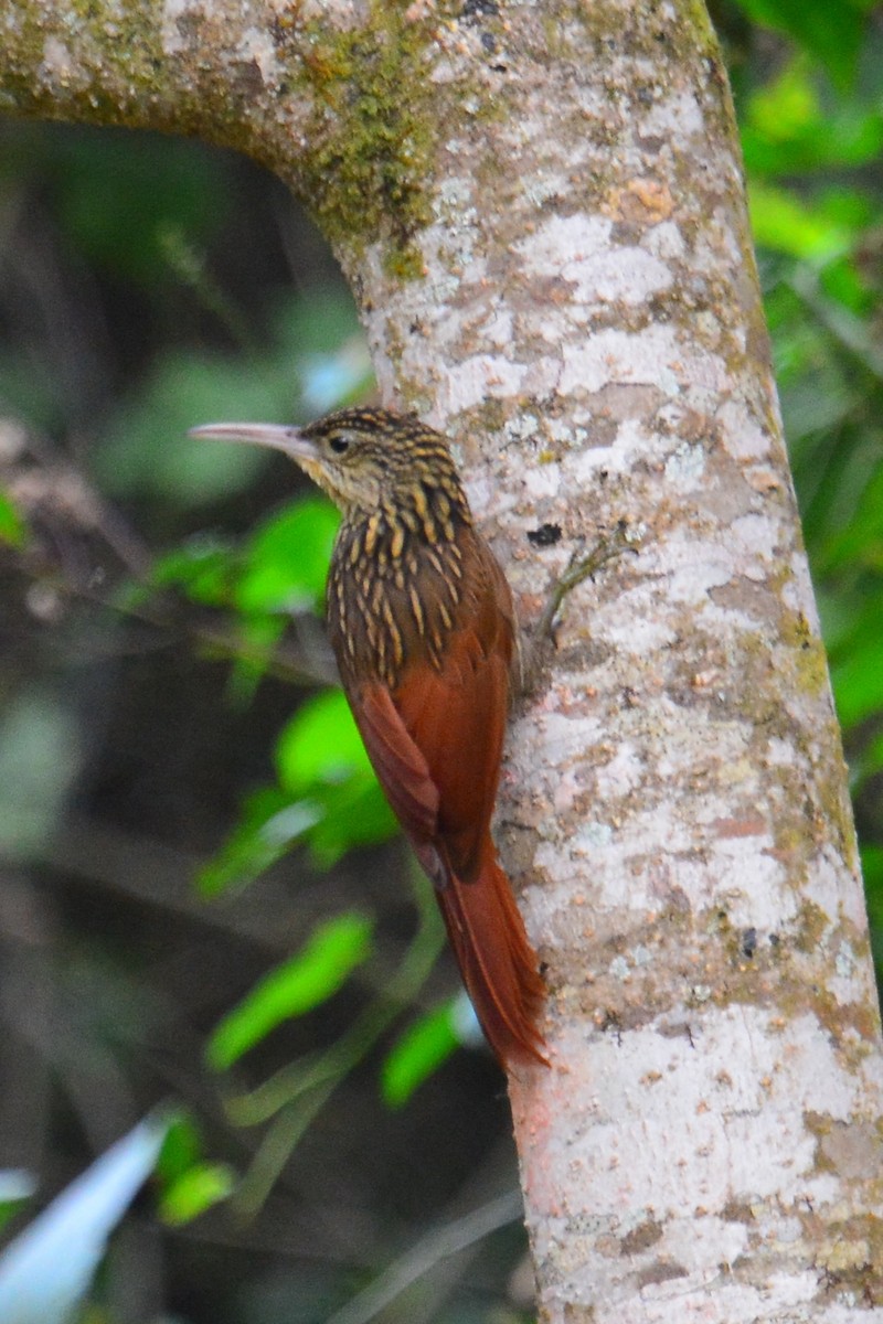 Ivory-billed Woodcreeper - Beth McBroom