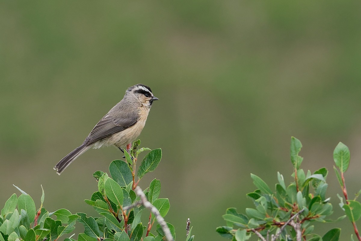 White-browed Tit - Vincent Wang