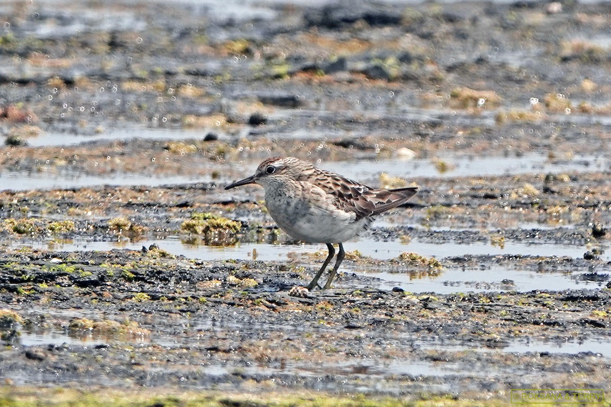 Sharp-tailed Sandpiper - ML197351191