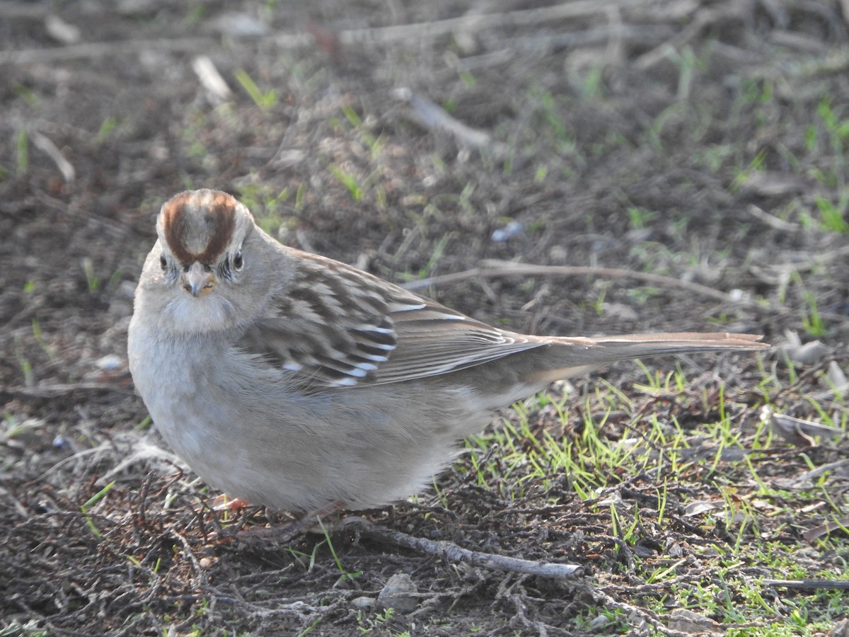 Bruant à couronne blanche - ML197352781