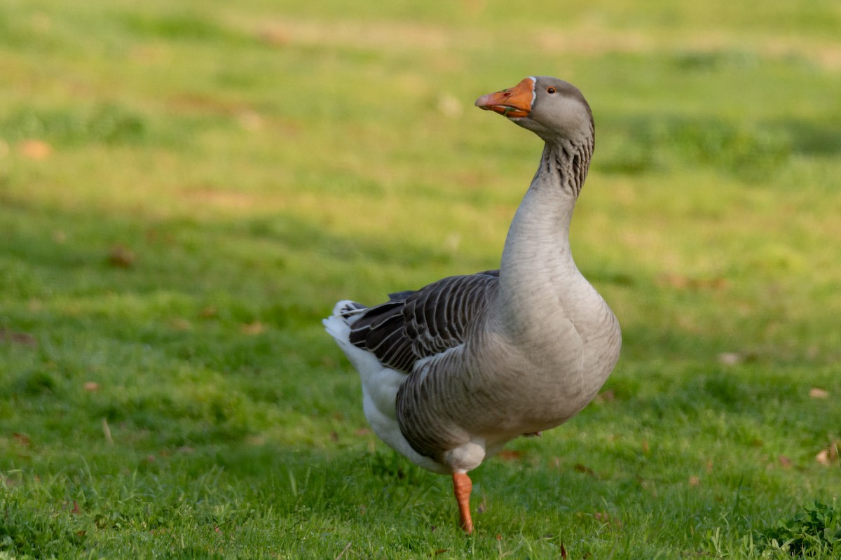 Graylag Goose (Domestic type) - ML197355381