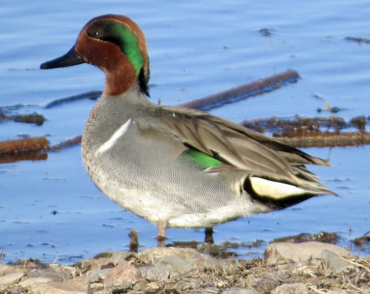 Green-winged Teal - ML197356971