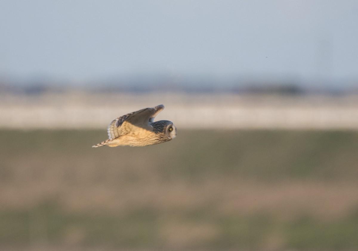 Хулгар гуйванга - ML197358011