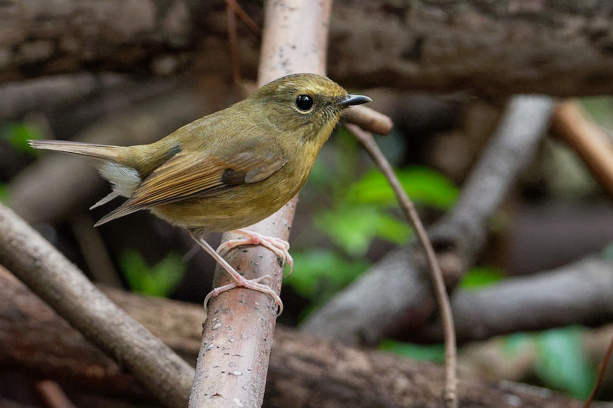 Snowy-browed Flycatcher - Vincent Wang