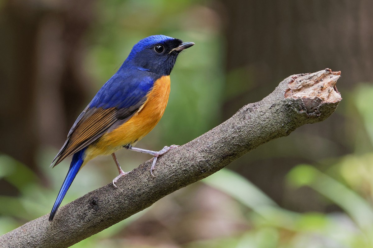 Fujian Niltava - Vincent Wang