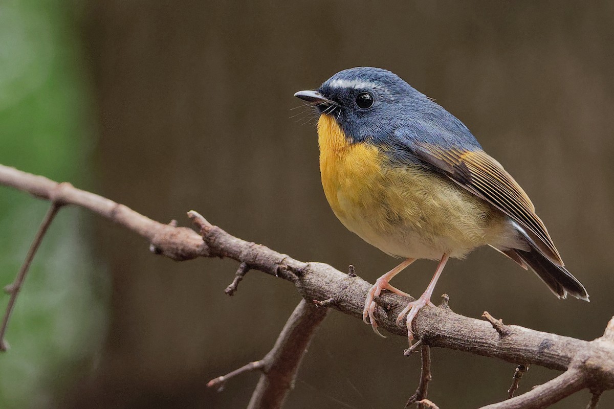 Snowy-browed Flycatcher - Vincent Wang