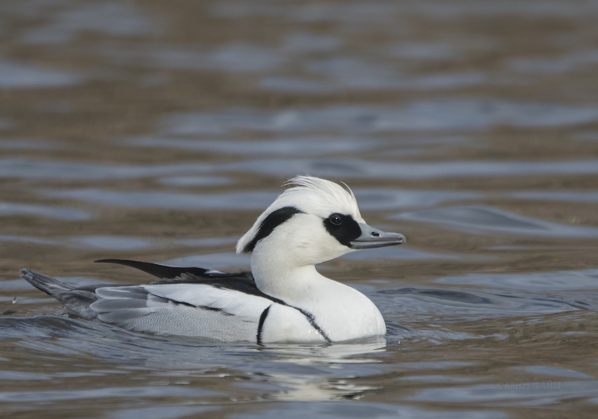 Smew - ML197359291