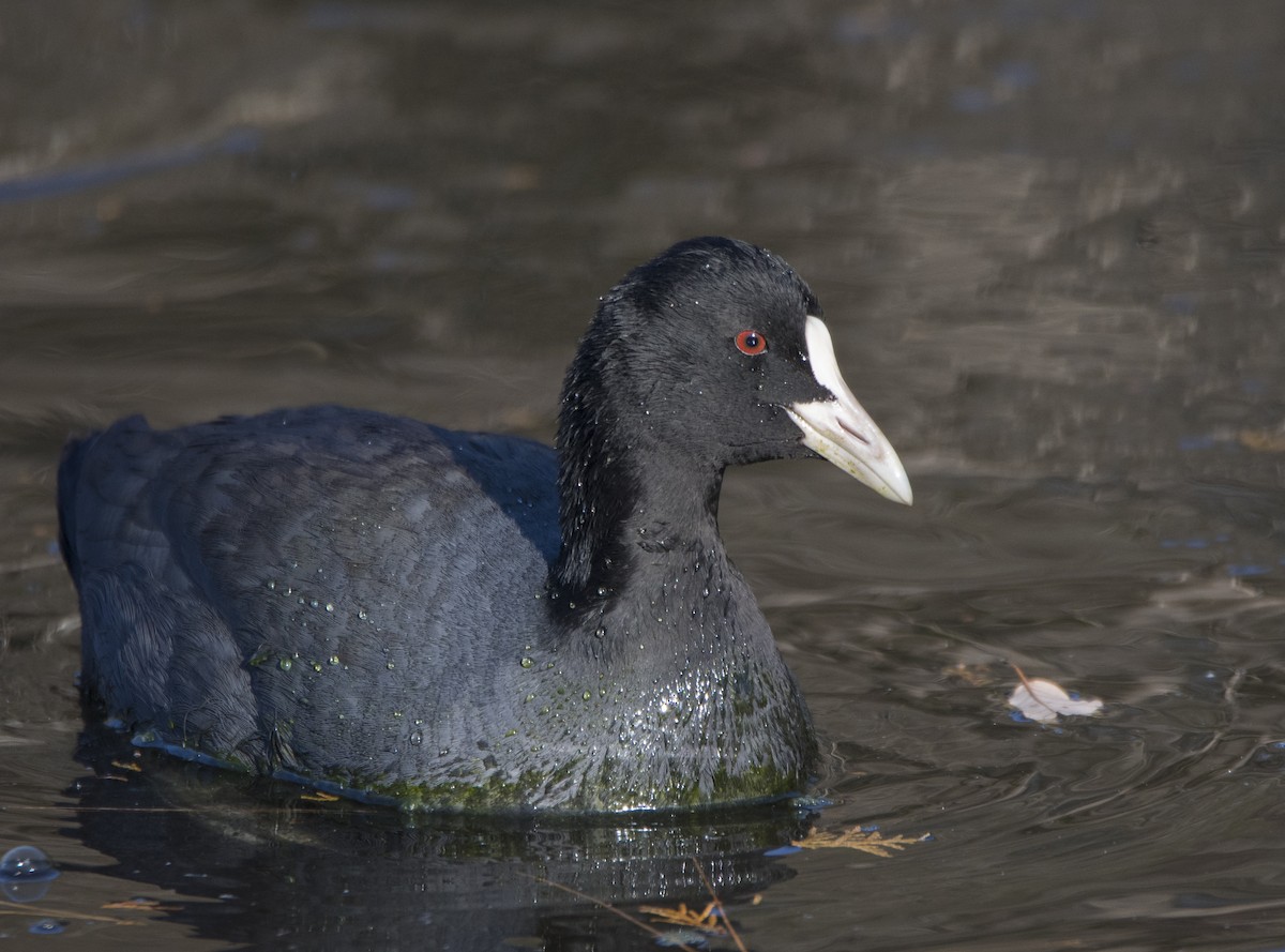 Eurasian Coot - ML197359311