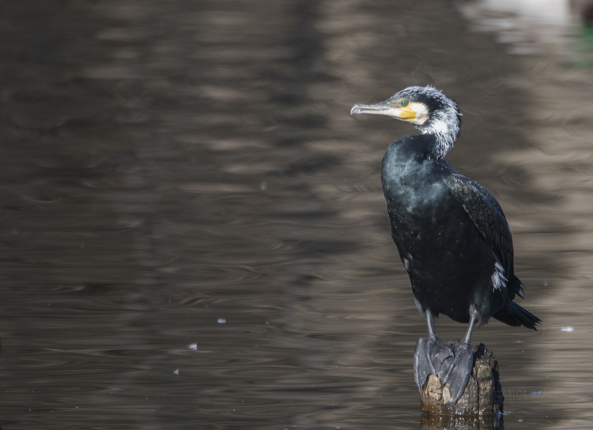 Great Cormorant - ML197359341