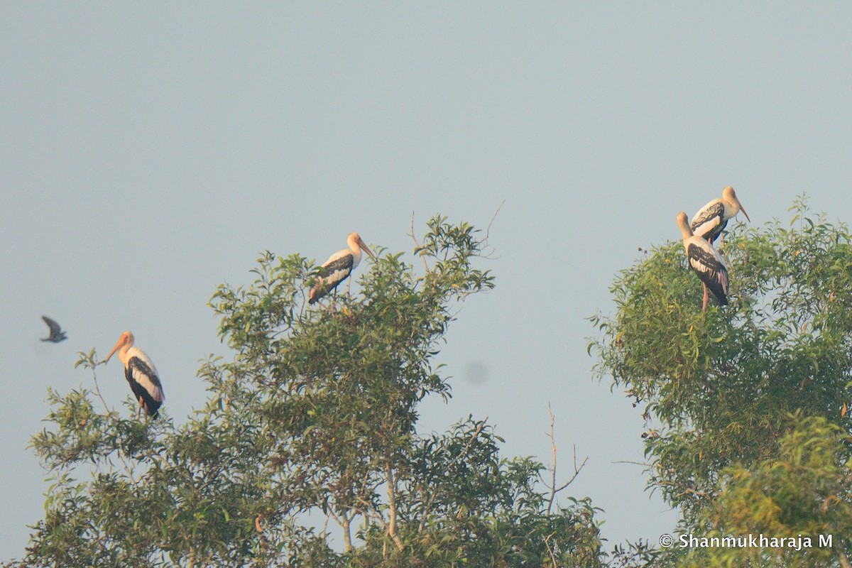 Painted Stork - ML197359361