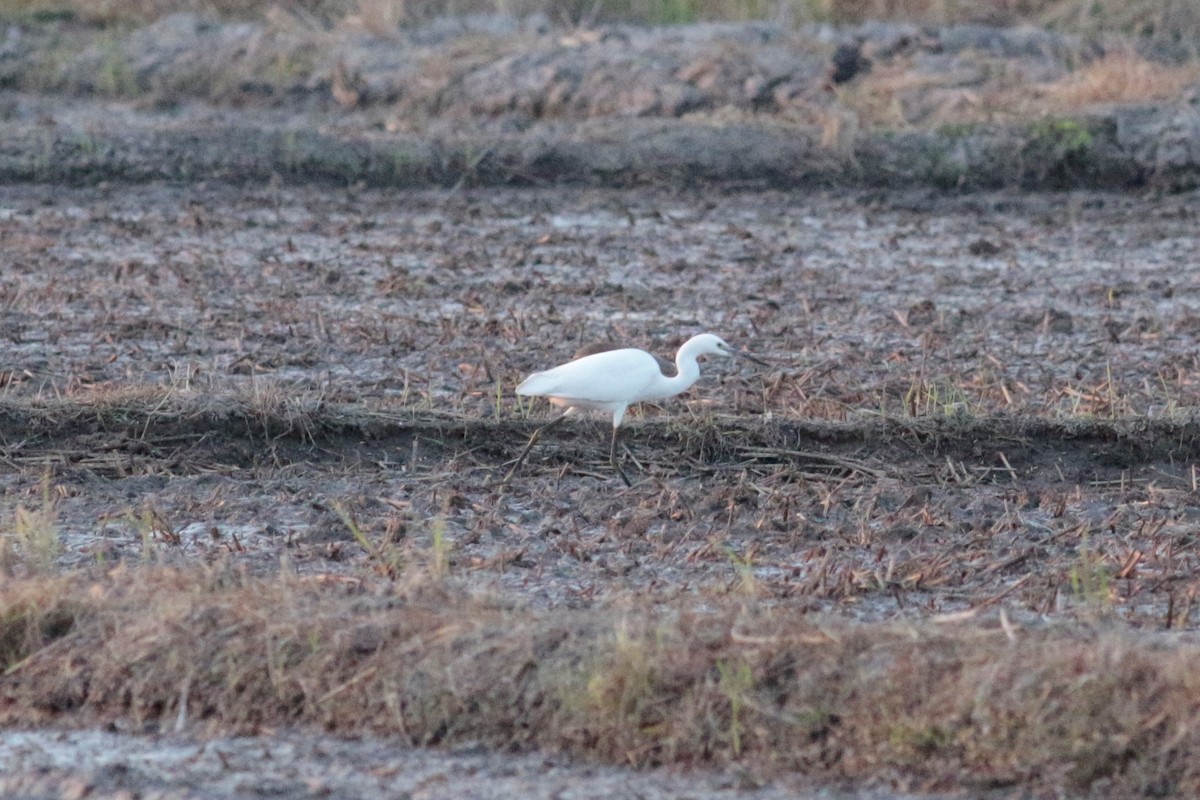 Little Egret - ML197359411