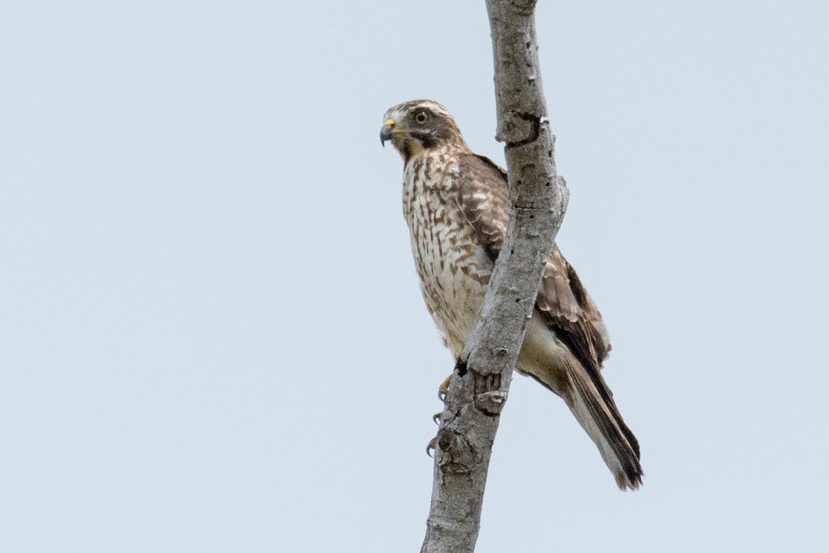 Gray-faced Buzzard - ML197361091