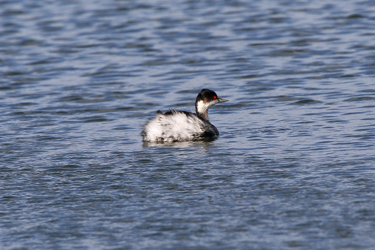 Eared Grebe - ML197361291