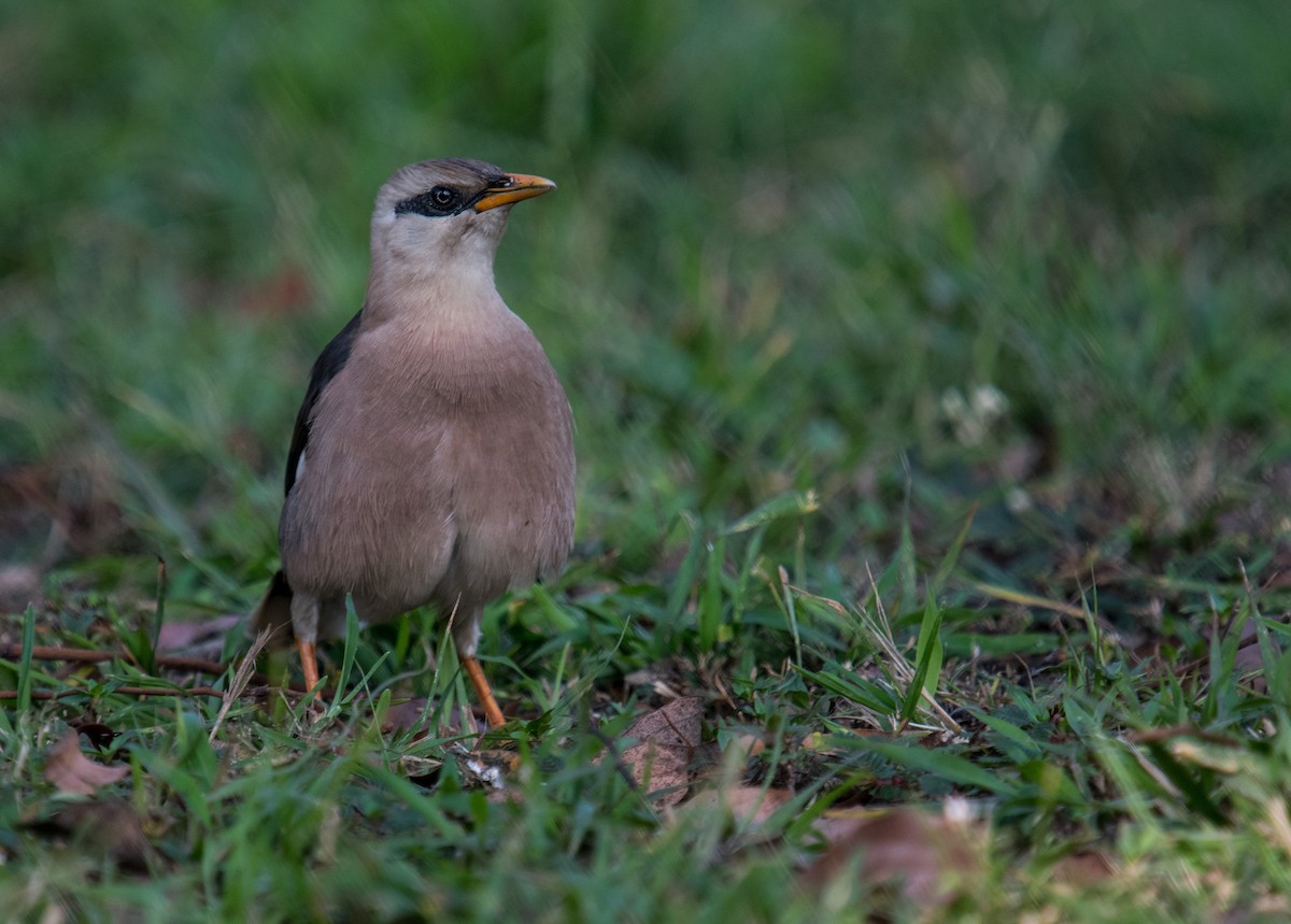 Vinous-breasted Myna - Liu JYUN-FU