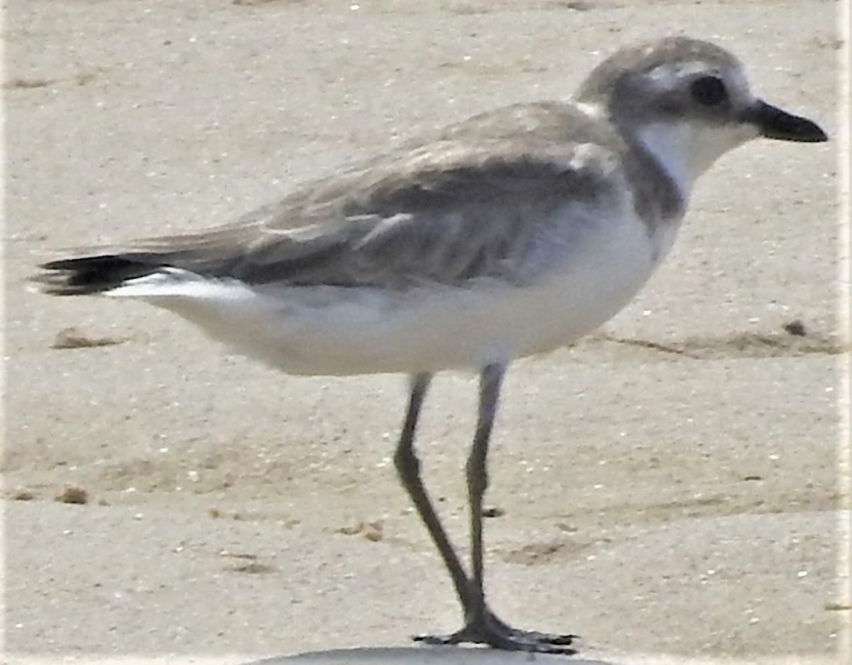 Siberian Sand-Plover - ML197362481