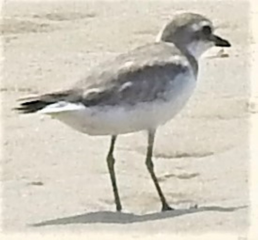 Siberian Sand-Plover - ML197362551