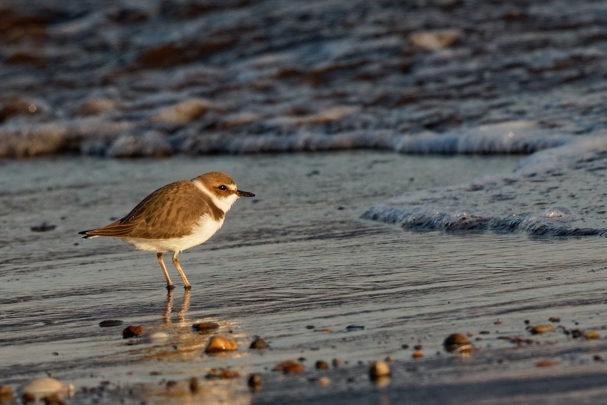 Chorlitejo Patinegro - ML197363081