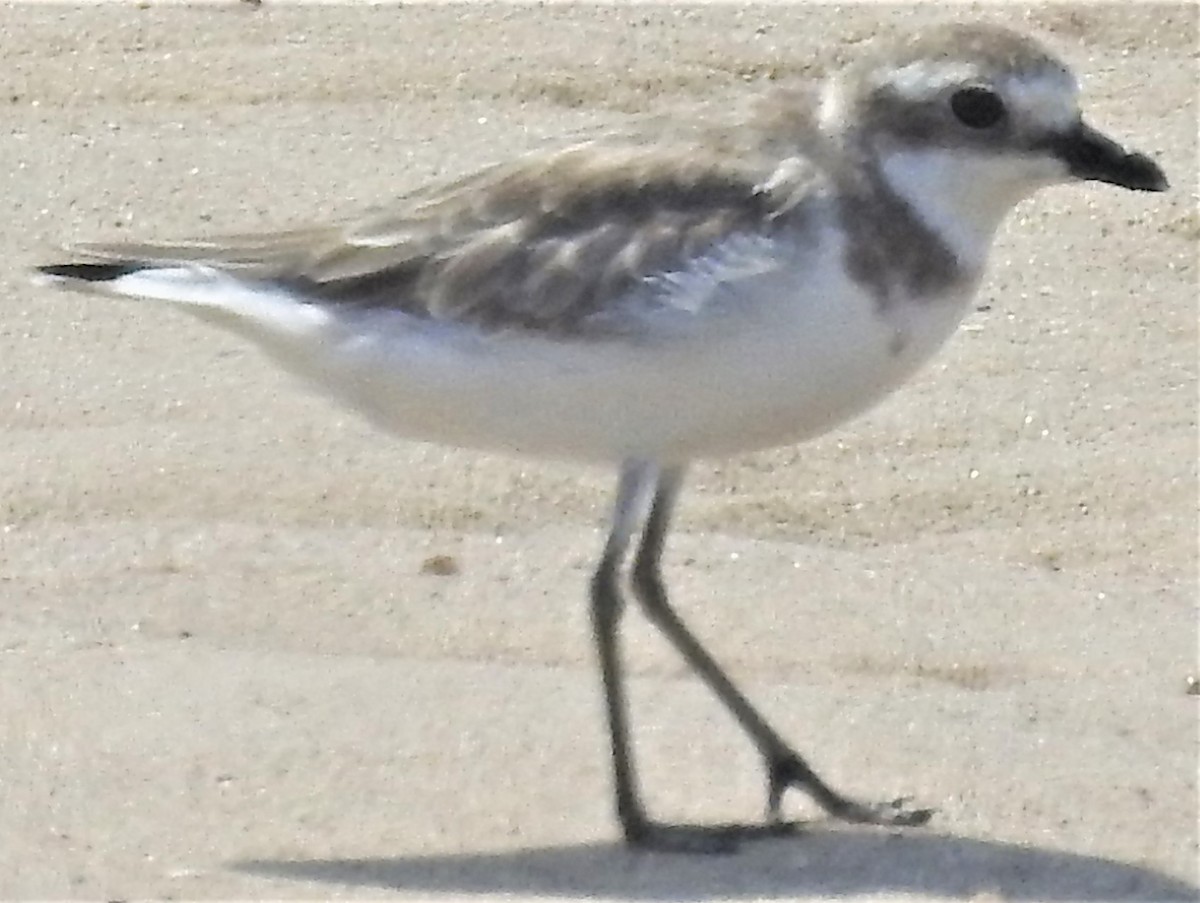 Siberian Sand-Plover - ML197363101