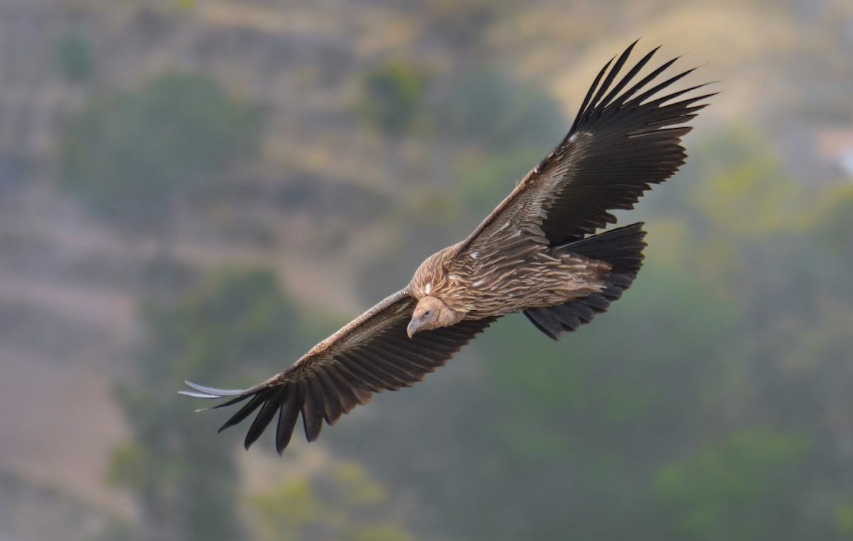 Himalayan Griffon - ML197366611