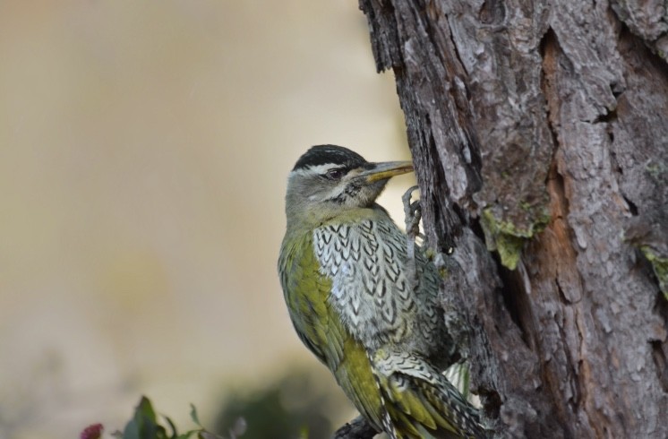Scaly-bellied Woodpecker - ML197366651