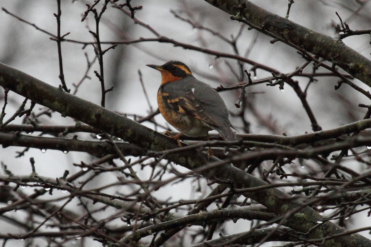 Varied Thrush - Bill Howe