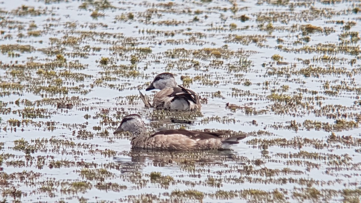 Cotton Pygmy-Goose - ML197368271