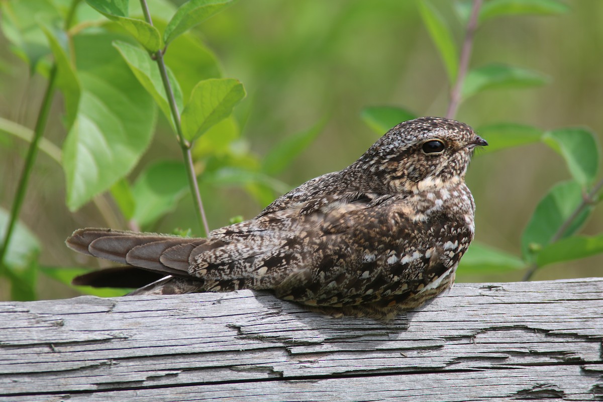 Lesser Nighthawk - ML197368961