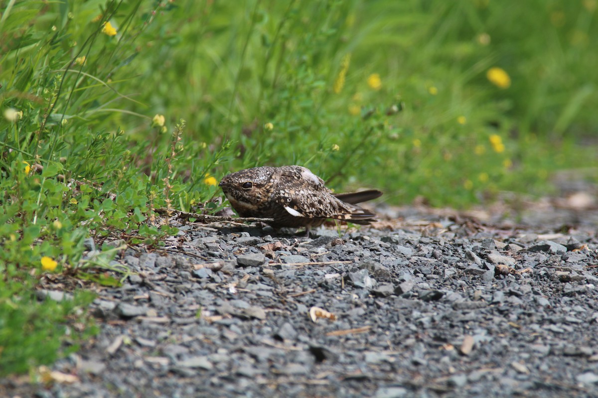 Lesser Nighthawk - ML197369071