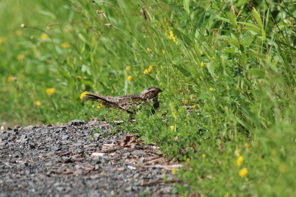 Lesser Nighthawk - ML197369091