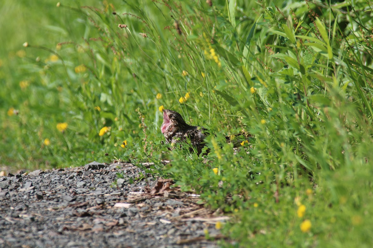 Lesser Nighthawk - ML197369101