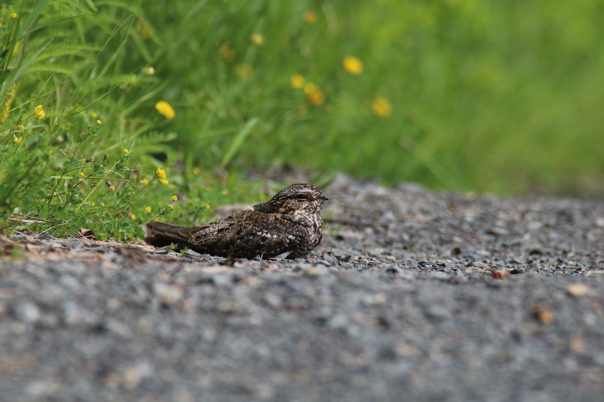 Lesser Nighthawk - ML197369311