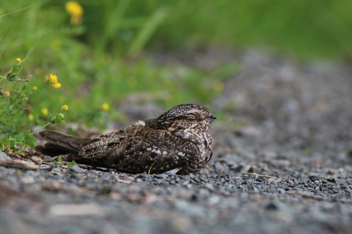 Lesser Nighthawk - ML197369321