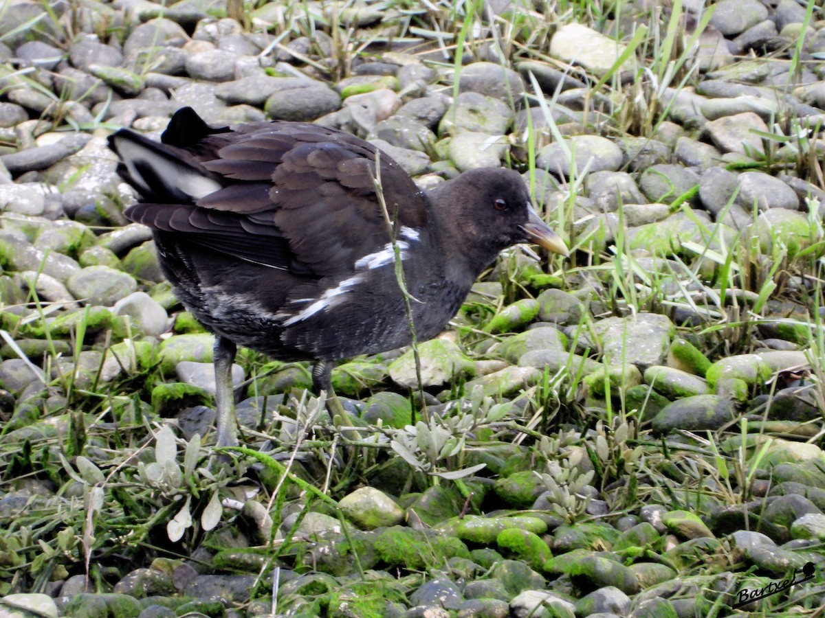 Eurasian Moorhen - ML197369761