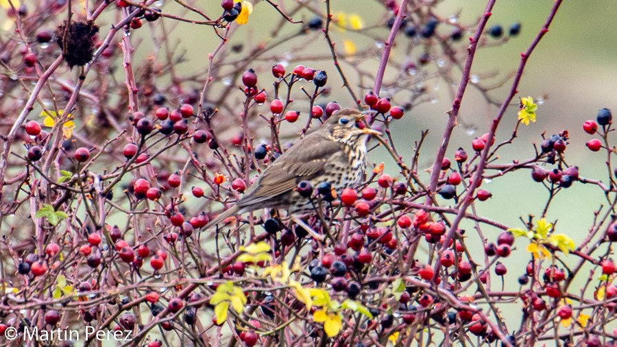 Song Thrush - ML197370641